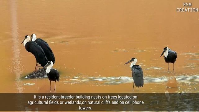 woolly-necked stork or white-necked stork (Ciconia episcopus)|by Ram Mundhe. смотреть онлайн