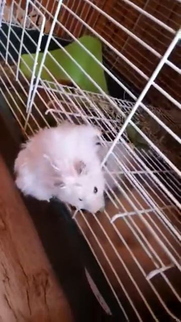 Хомяк утащил у кролика одуванчик. смотреть онлайн