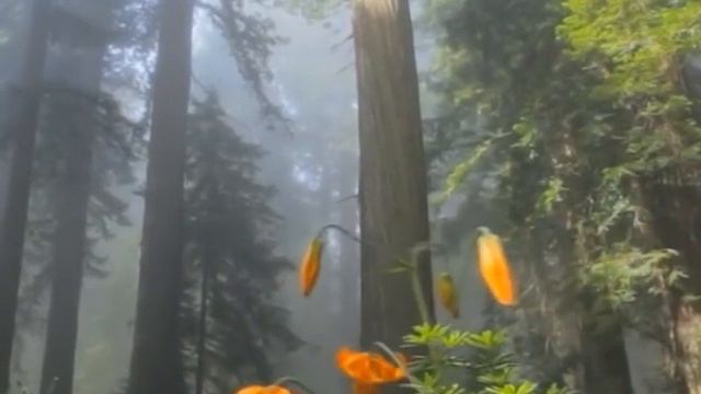 1 PARA смотреть онлайн