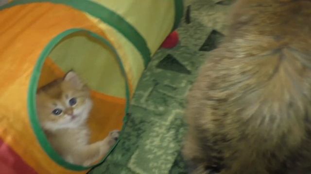 Котята играют в тоннеле для кошек смотреть онлайн