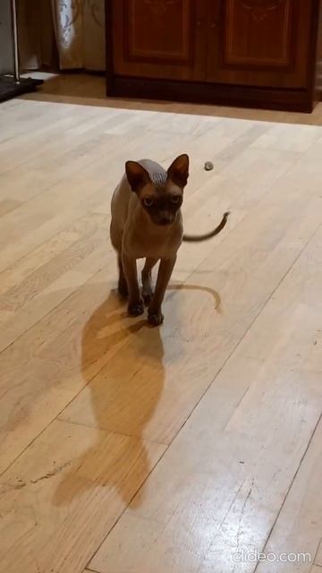 сфинкс зовёт в игру смотреть онлайн