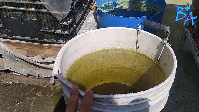 Cultivo de pulga de agua, los secretos смотреть онлайн