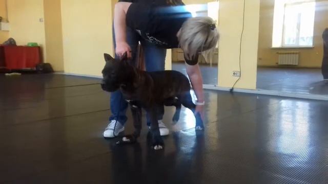 тигруха стойка на полу смотреть онлайн