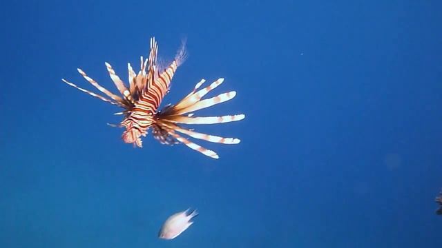 Perutýn ohnivý [Pterois volitans] смотреть онлайн