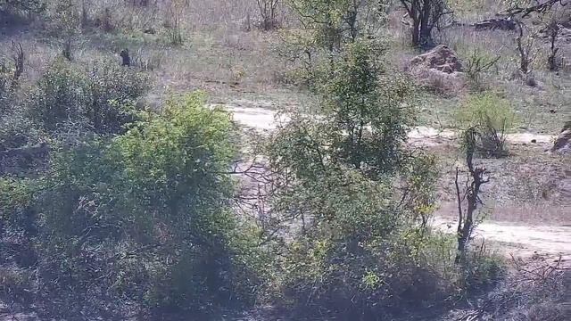 Djuma: Slender Mongoose on a mission - 09:361 - 10/21/21 смотреть онлайн