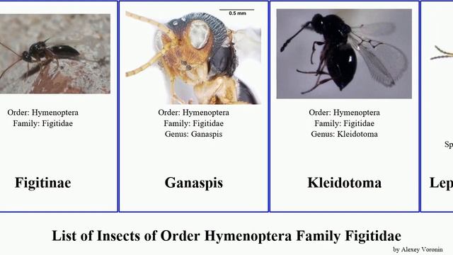 List of Insects of Order Hymenoptera Family Figitidae kenaii Figitinae Anacharis Eucoilinae Catch смотреть онлайн