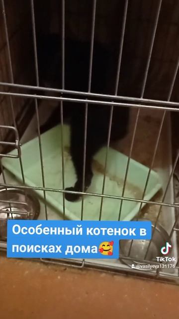 Смешные котики 🐱. Помощь бездомным животным. Минск смотреть онлайн