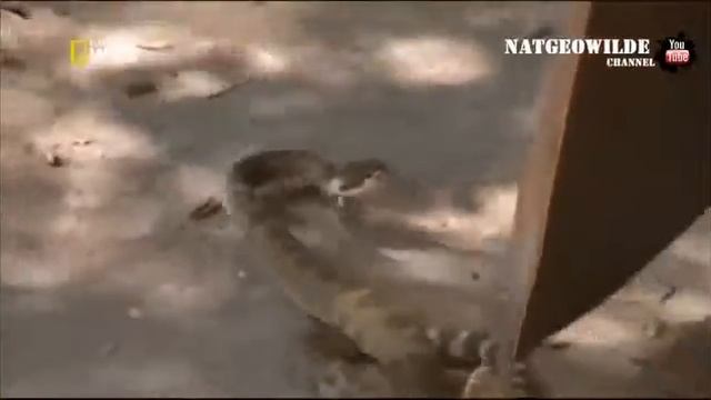 ЖИВУЧИЕ гады смотреть онлайн