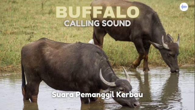 Buffalo Calling Sound смотреть онлайн