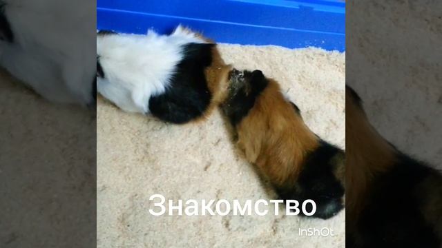 Сима и глюка смотреть онлайн