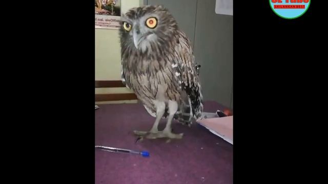 Owl смотреть онлайн