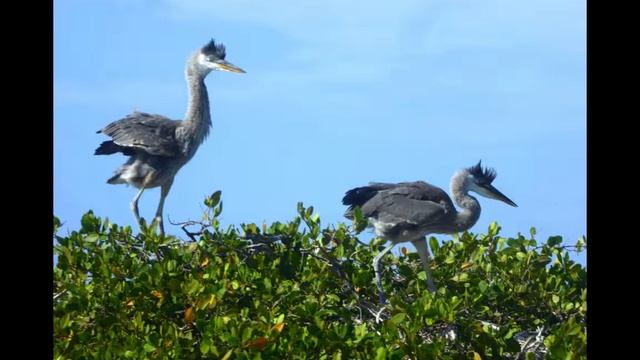 Islas Galapagos смотреть онлайн