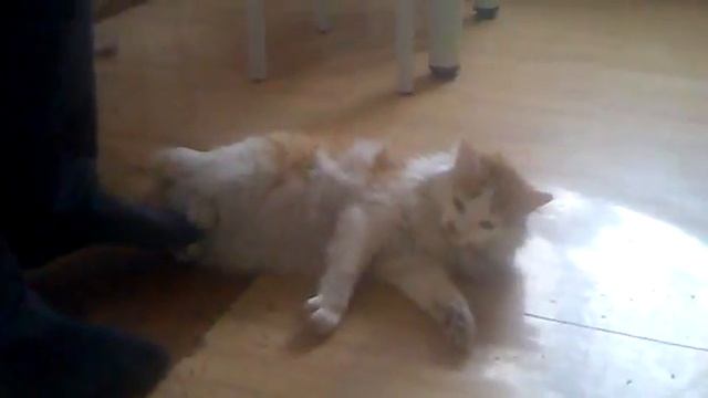 шипящий котэ смотреть онлайн