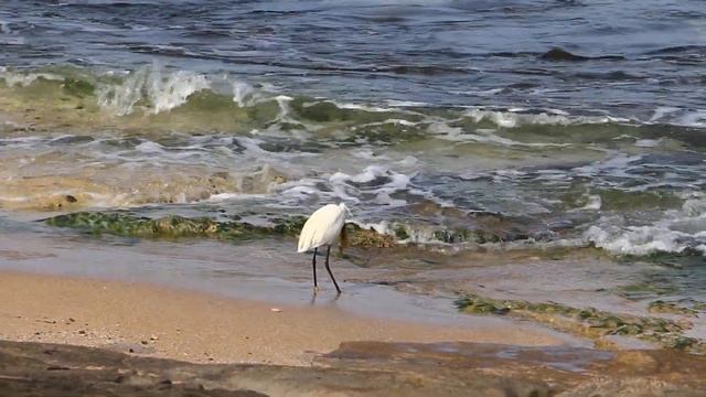 цапля ловит рыбу смотреть онлайн