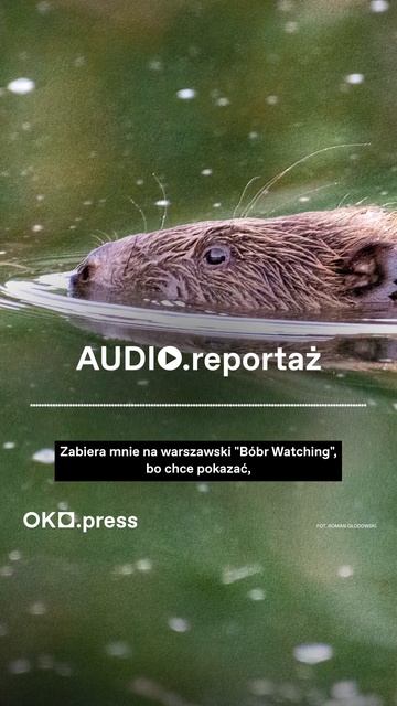 Jak poluje się na bobry? смотреть онлайн