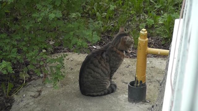 Красивая кошка сидит всех презирает 18.05.2021 смотреть онлайн