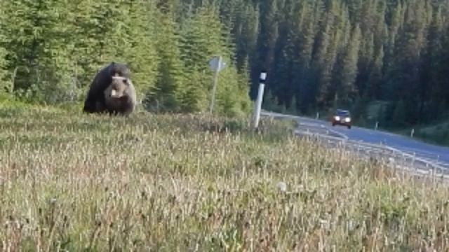 grizzly bears mating смотреть онлайн