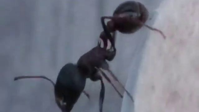 Pogonomyrmex Rugosus Workers смотреть онлайн