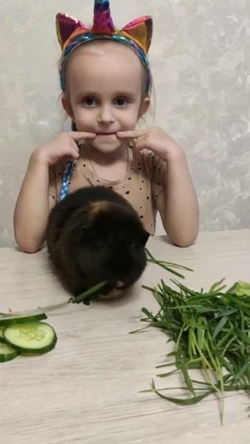 Морская свинка Сёма/ Guinea pig смотреть онлайн