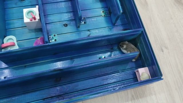 Лабиринт для хомяка 2 !!! Посмотри не пропусти!!! смотреть онлайн