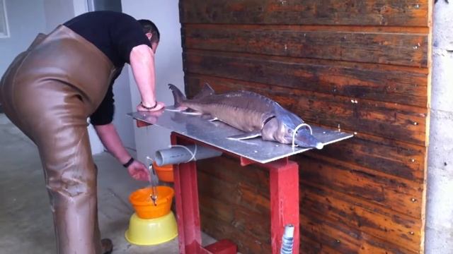 L'Esturgeon Beluga смотреть онлайн