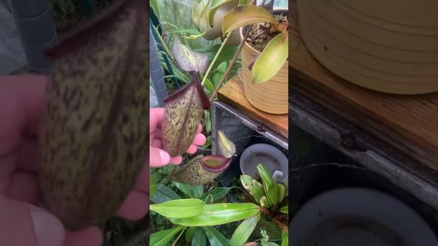 Hybrid update: N. (talangensis x veitchii) x boschiana, sg, CC(?) смотреть онлайн