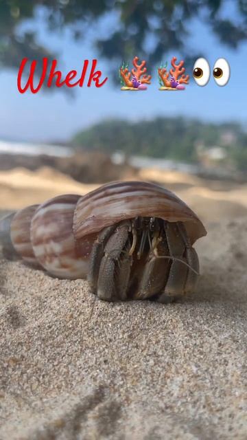 Whelk 🪸🪸#кормить #g'altak #cəld #vrapoj #青春痘 #ehető kürtös csiga #travel #шри #hikkaduwa #nature смотреть онлайн