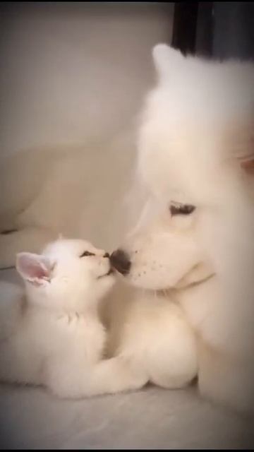 #MASSAGE LEGS FOR ADORABLE KITTEN #KITTEN JUMP FAIL IN TO TANK #WHITE KITTEN AND WHITE PUPPY #71 смотреть онлайн