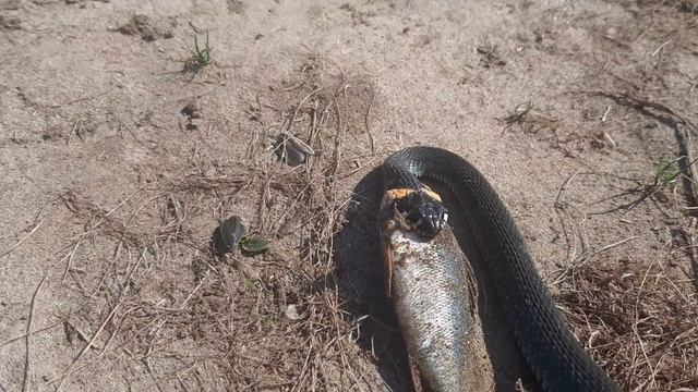 змея ест большого окуня смотреть онлайн
