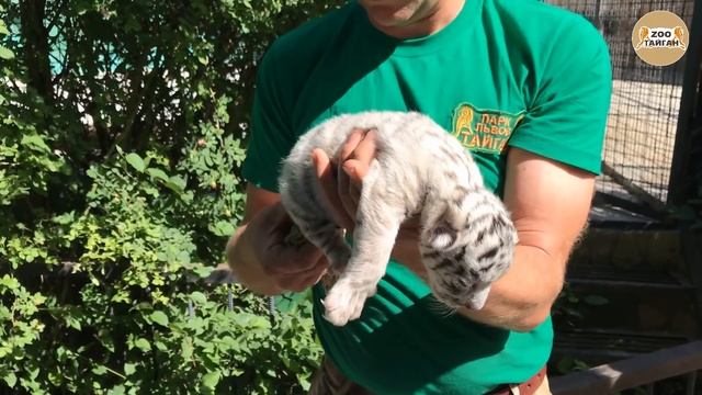 Новорожденный белый бенгальский тигренок. Тайган. Newborn White Bengal Tiger Cub. Lion Park Taigan.