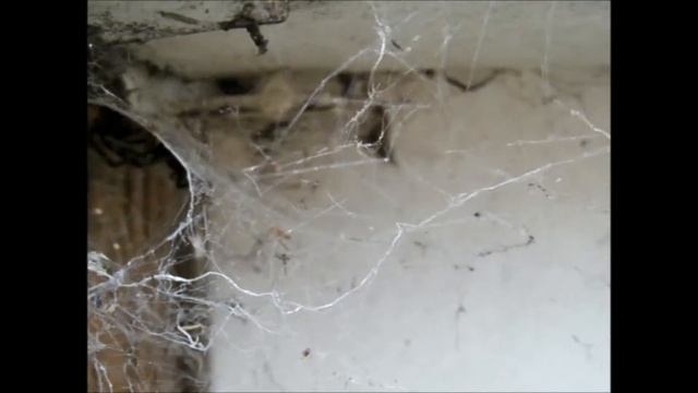 Feeding a Grey House Spider (Badumna longinquus) смотреть онлайн