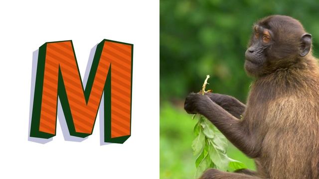 Learn The Alphabet - A #phonicsong  With The English #alphabet