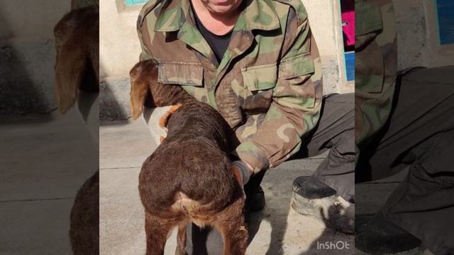 Ягнята 2022 смотреть онлайн