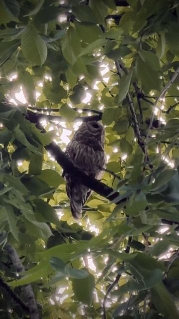 Barred owl❤️ смотреть онлайн