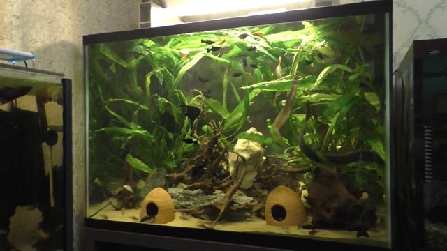 Аквариум на 250 литров 03 июня 2022 года смотреть онлайн