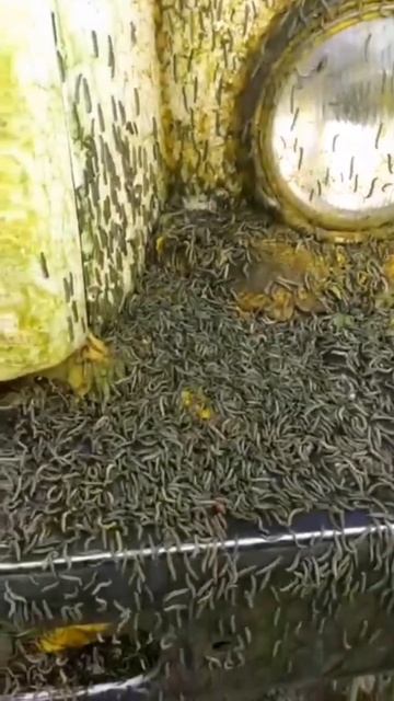 АТАКА ГУСЕНИЦ! НЕТ УРОЖАЯ! #сельскоехозяйство #фермер #farmers #блогер #влог #вредители смотреть онлайн