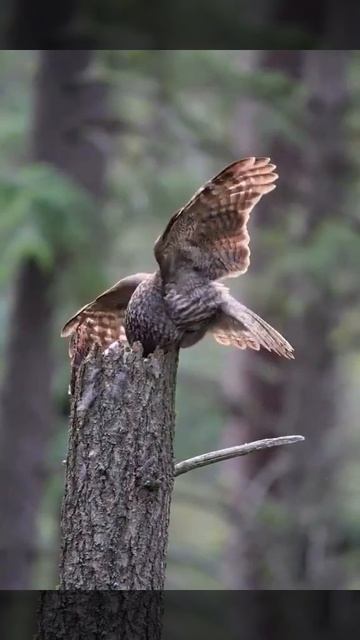 Bird Love 65 смотреть онлайн