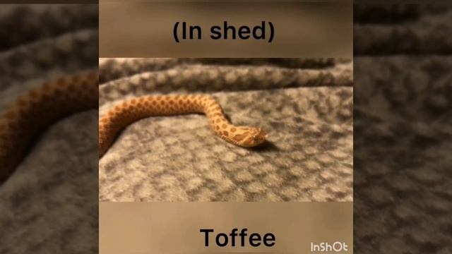 Holding my hognose snakes смотреть онлайн