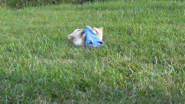 Ridge View Katie & BIS BISS Grand CH Ridge View's Magician Litter born July 5,2012 смотреть онлайн