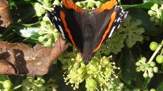 Red Admiral Butterfly смотреть онлайн