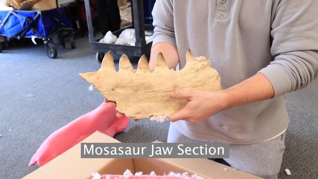 Mosasaur Jaw Section Unboxing смотреть онлайн