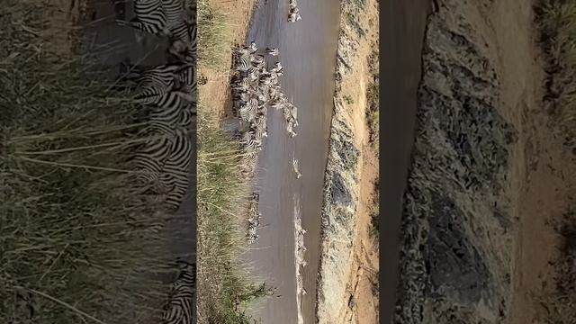 Mega Zebra crossing @WildEarth @NatGeoAnimals @RealWild , the crocodiles were pretty late смотреть онлайн