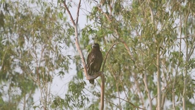 Greater Spotted Eagle, juvenile смотреть онлайн