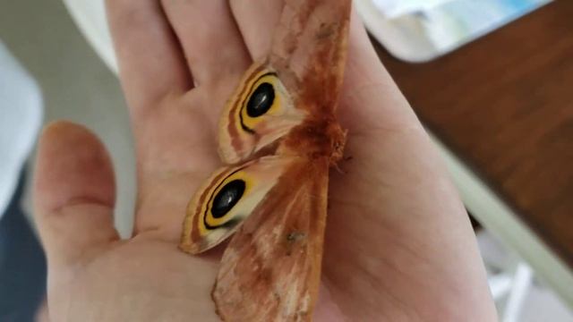 My lifer Io Moth! смотреть онлайн