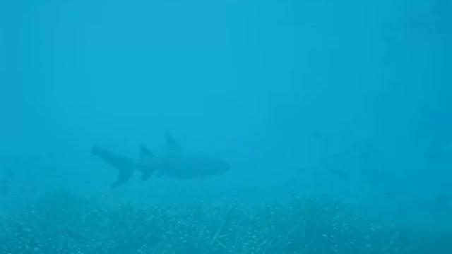 Diving with Sharks! SCUBA Diving with white tipped reef sharks in Sipadan in Borneo Semporna смотреть онлайн