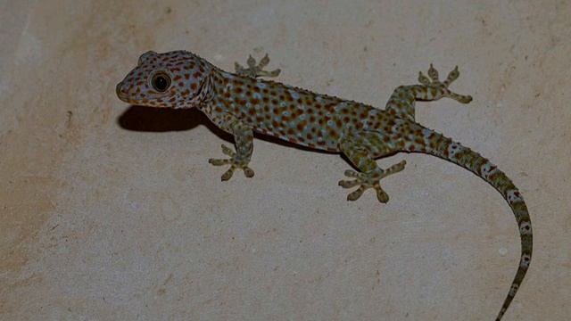 Gecko Sound / Gecko - Lizard sound / Gecko sound original - សំលេងតុកែយំ смотреть онлайн