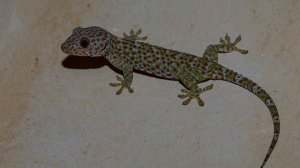 Gecko Sound / Gecko - Lizard sound / Gecko sound original - សំលេងតុកែយំ