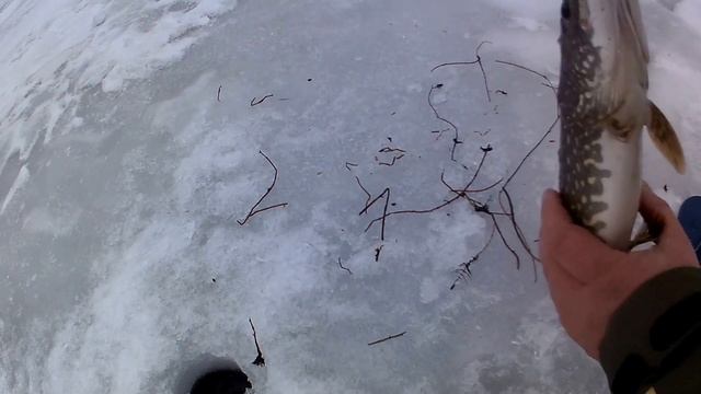 Щука на жерлицу, рыбный собач смотреть онлайн