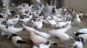 " БАКИНСКИЙ БОЙНЫЕ ГОЛУБИ " ЧЁРНЫЙ ШЕЙКИ "