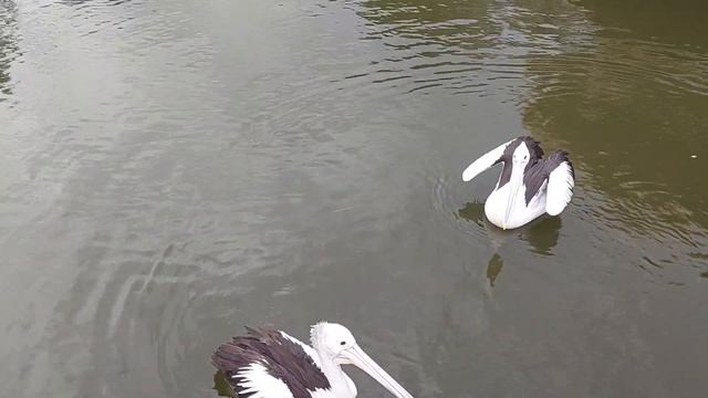 POTRET Burung Pelikan di Solo Safari Jawa Tengah || WAJIB DITONTON || смотреть онлайн